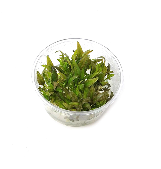 Cryptocoryne Willisi - Tissue Culture