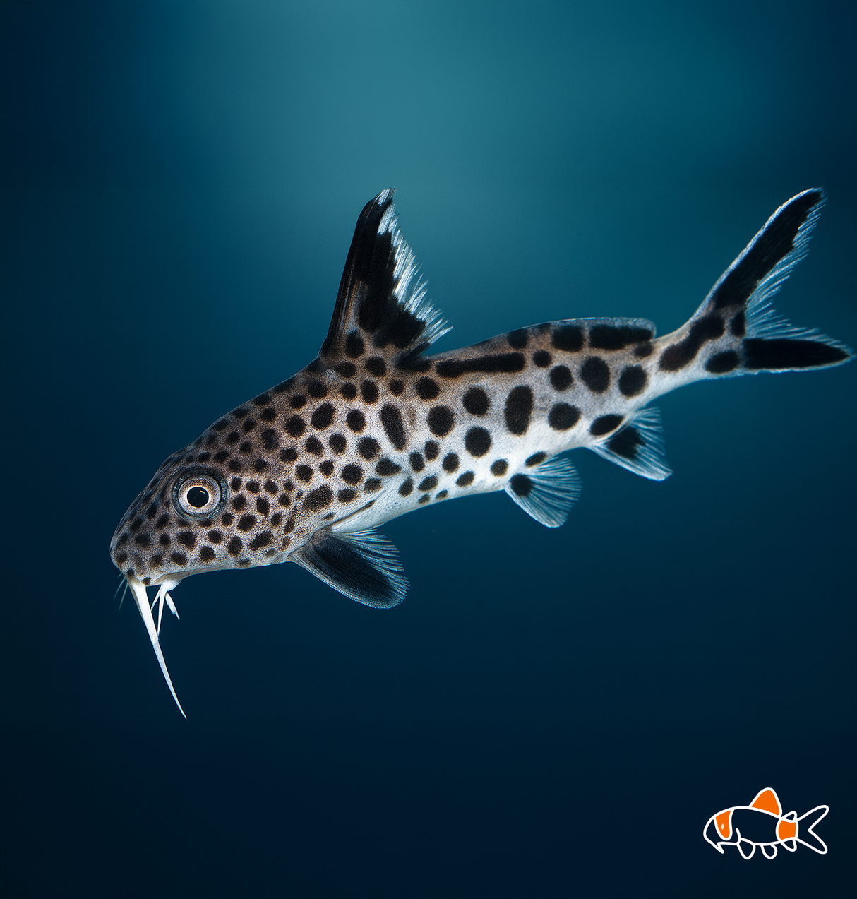 Cuckoo Catfish | Imported