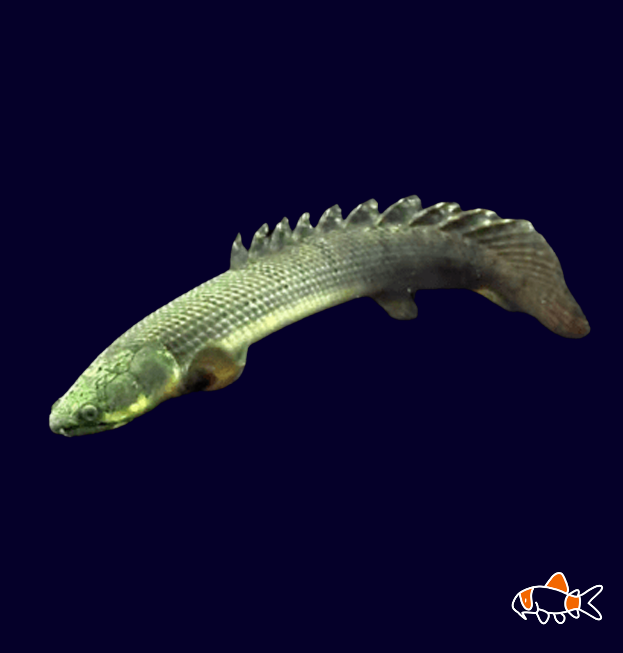 Cuvier's Bichir (Polyterus Senegulus)