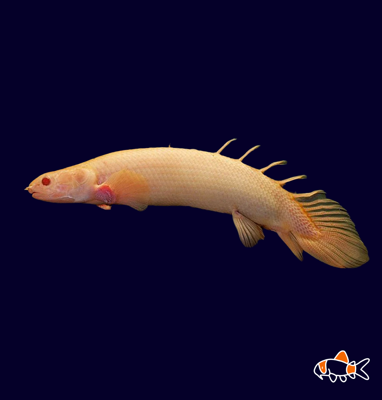 Albino Cuvier's Bichir (Polyterus Senegulus)