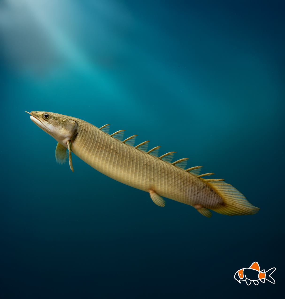 Cuvier's Bichir | Imported