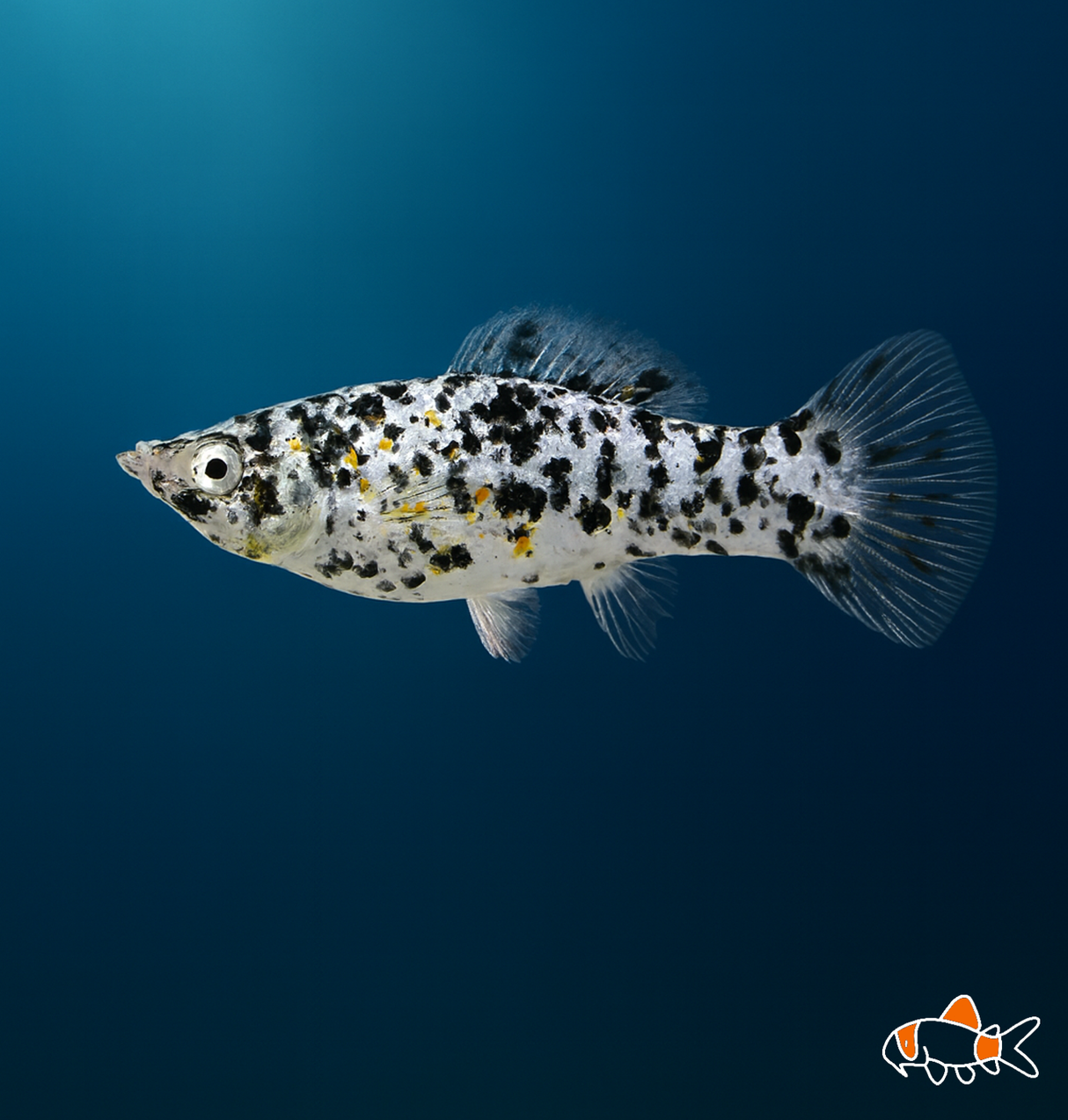 Dalmatian Molly | Imported