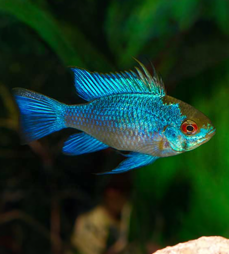 Electric Blue Ram