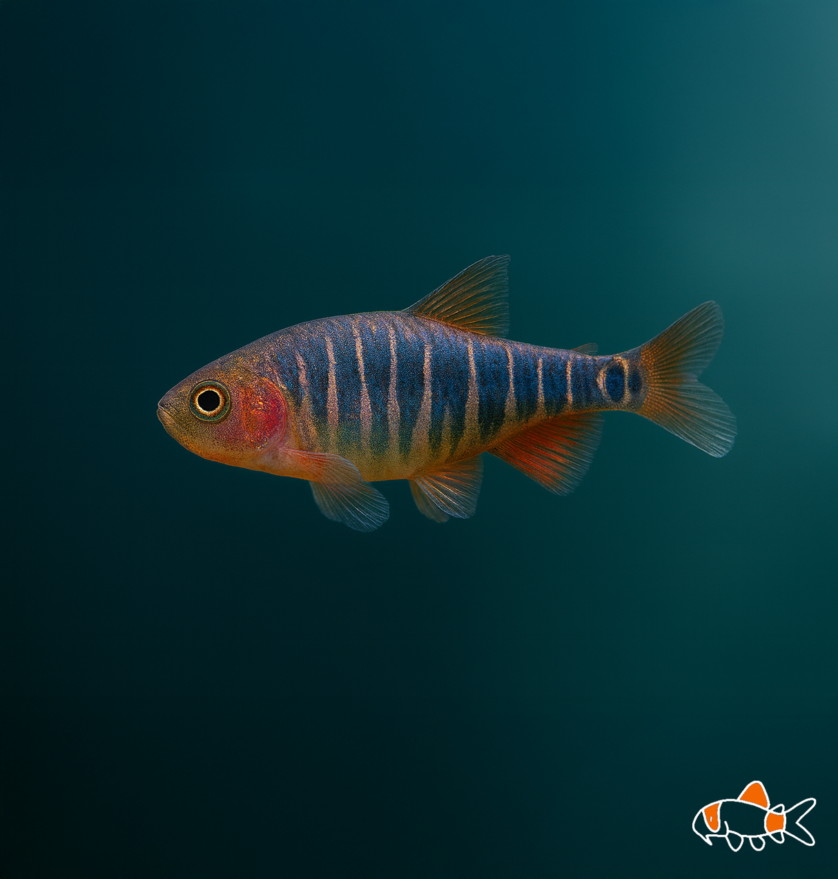 Emerald Dwarf Rasbora | Imported