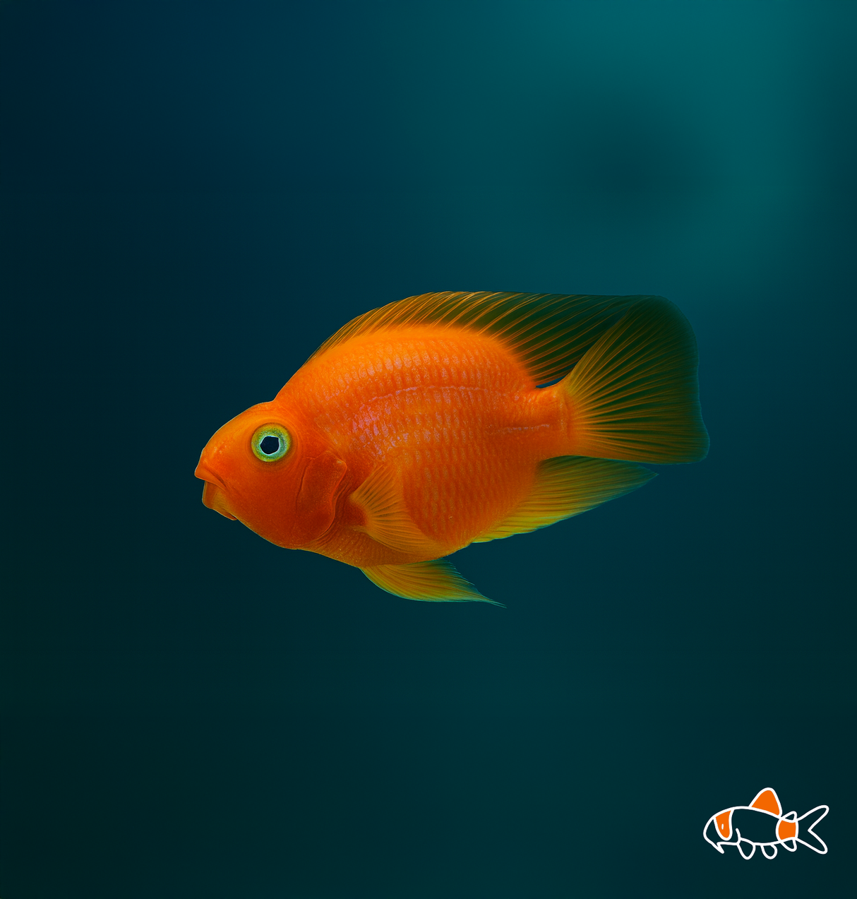 Fire Blood Parrot | Imported