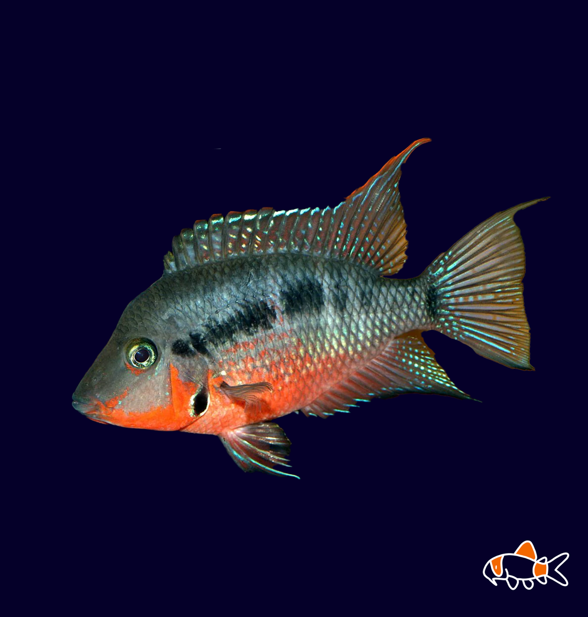 Firemouth (Thorichthys meekii)