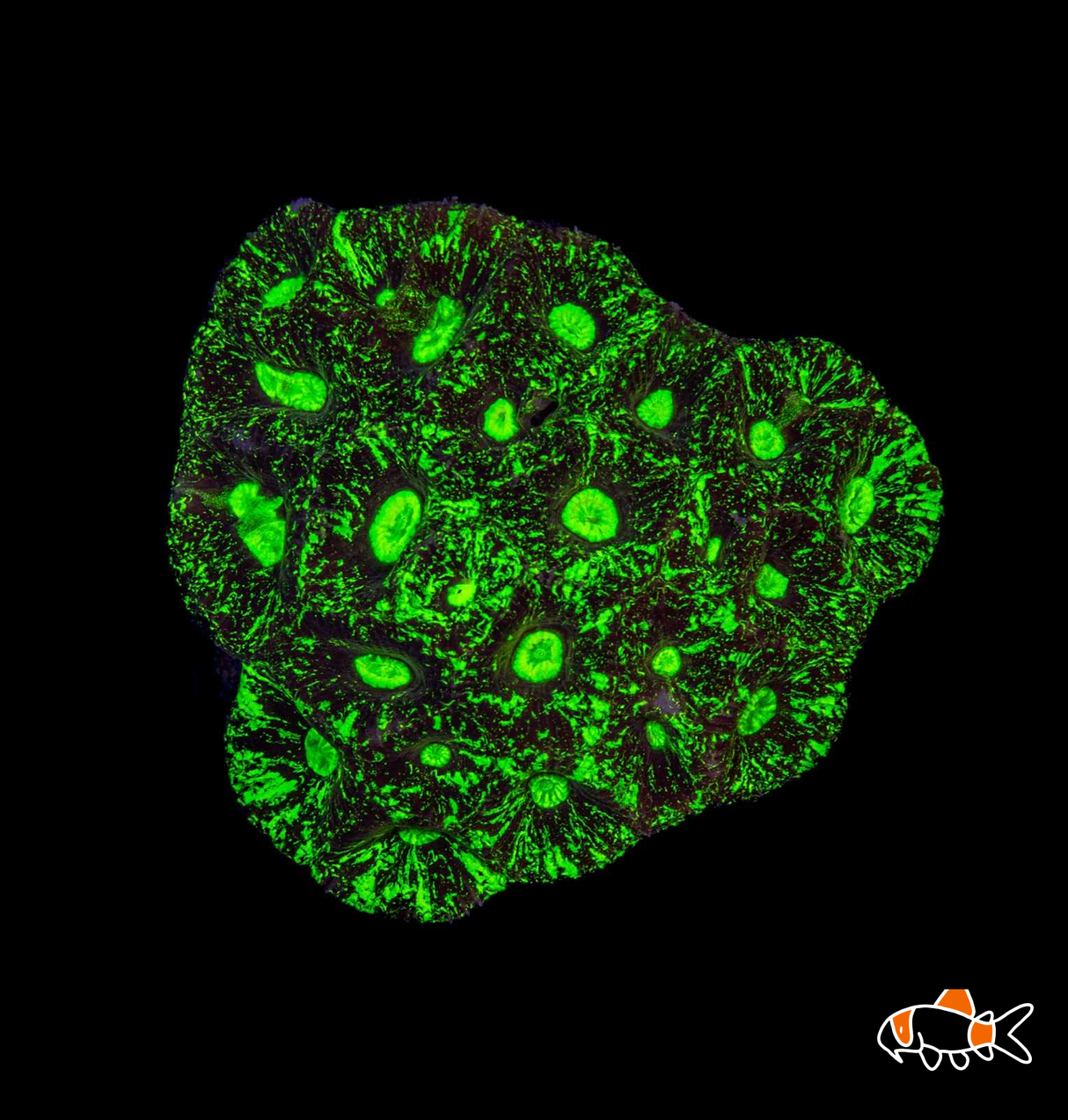 Fluorescent Brain Coral (Goniastrea sp)