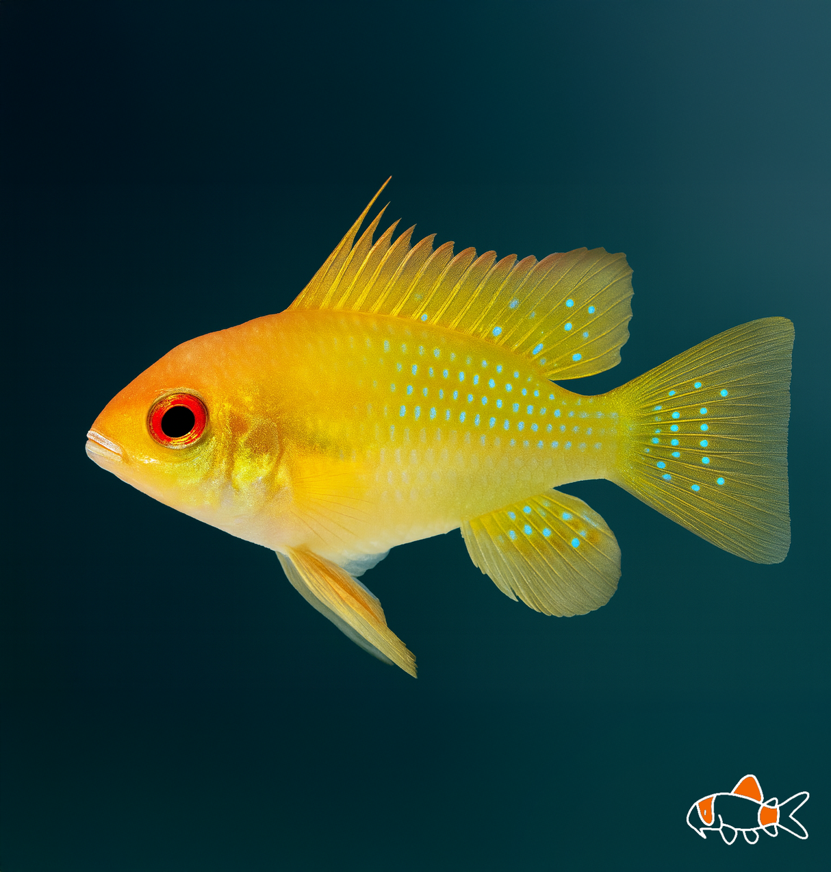 Gold Ram  | Imported