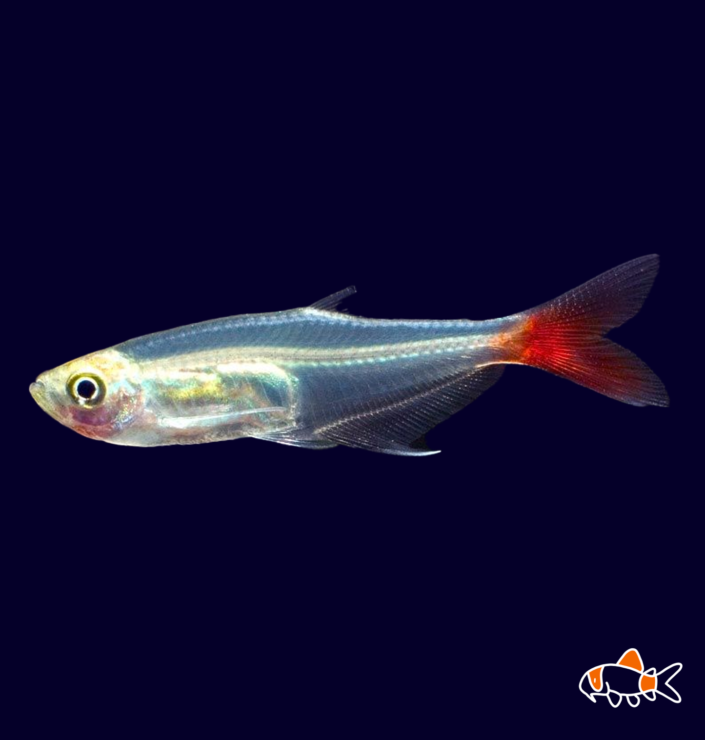 Glass Bloodfin Tetra