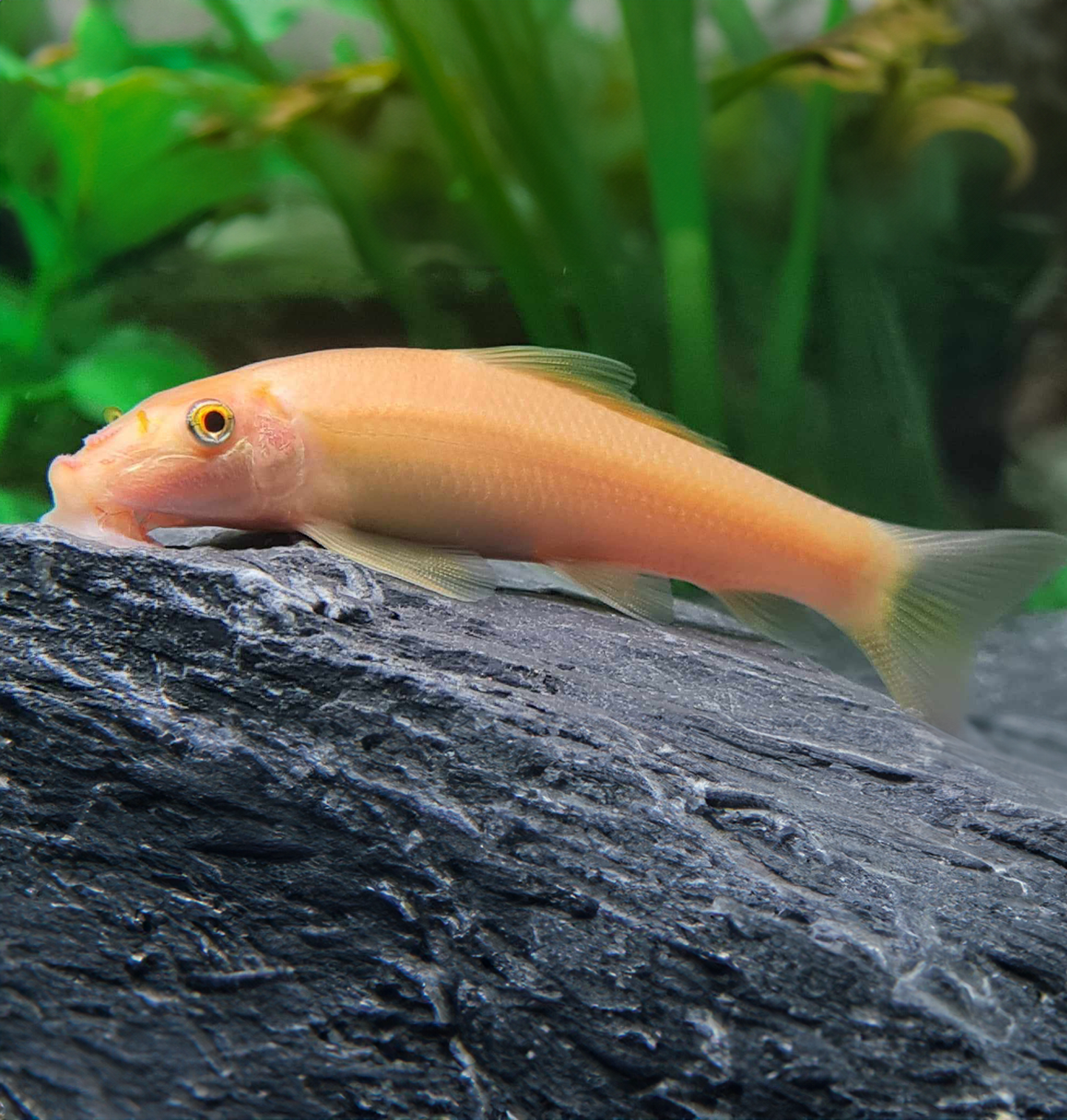 Golden Algae Eater (Gyrinocheilus aymonieri)