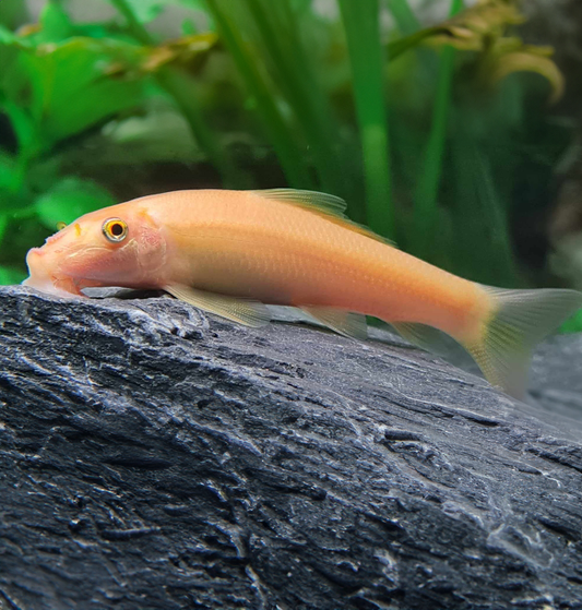 Golden Algae Eater (Gyrinocheilus aymonieri)