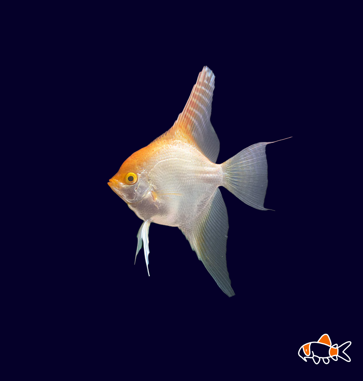 Gold Angel (Pterophyllum scalare) | Imported