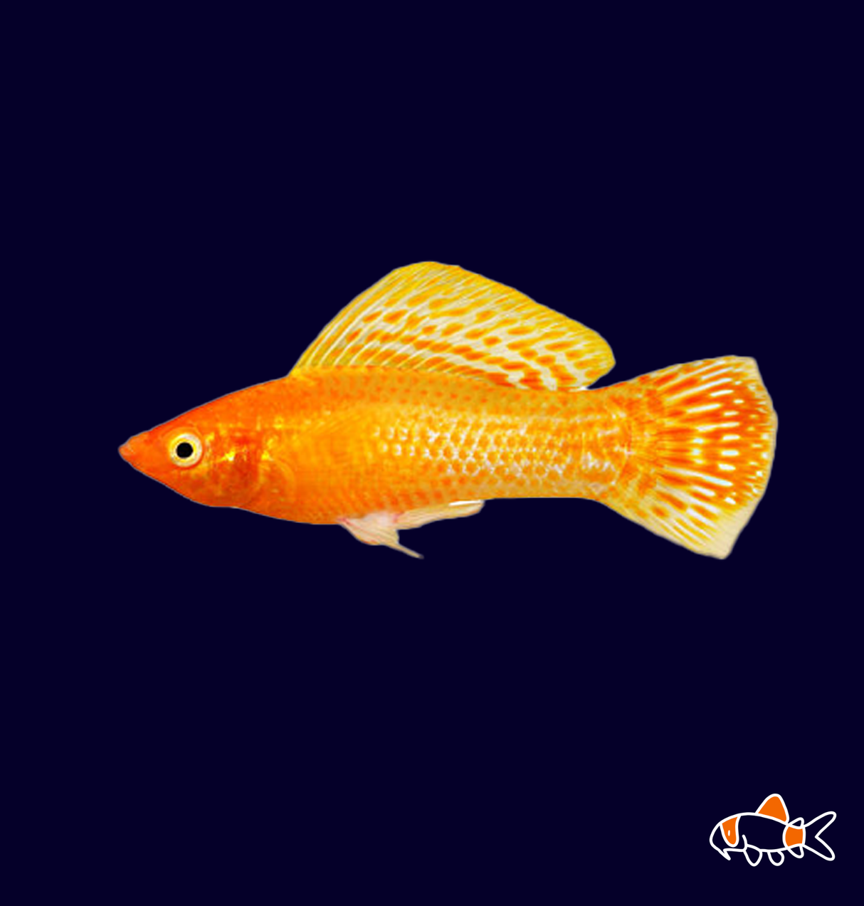 Gold Diamond Molly (Poecilia sphenops)