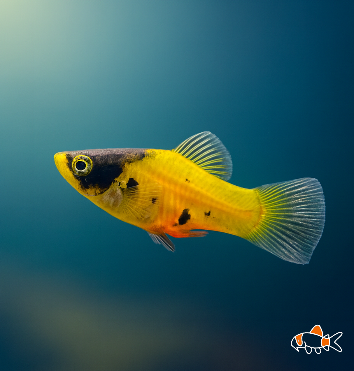 Gold Dusk Platy | Imported