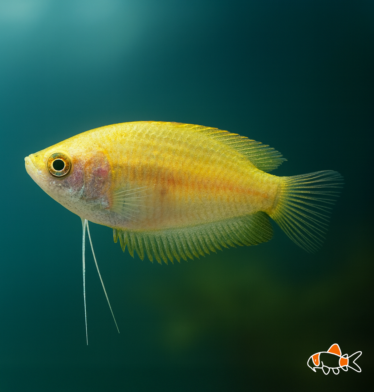 Gold Honey Dwarf Gourami | Imported