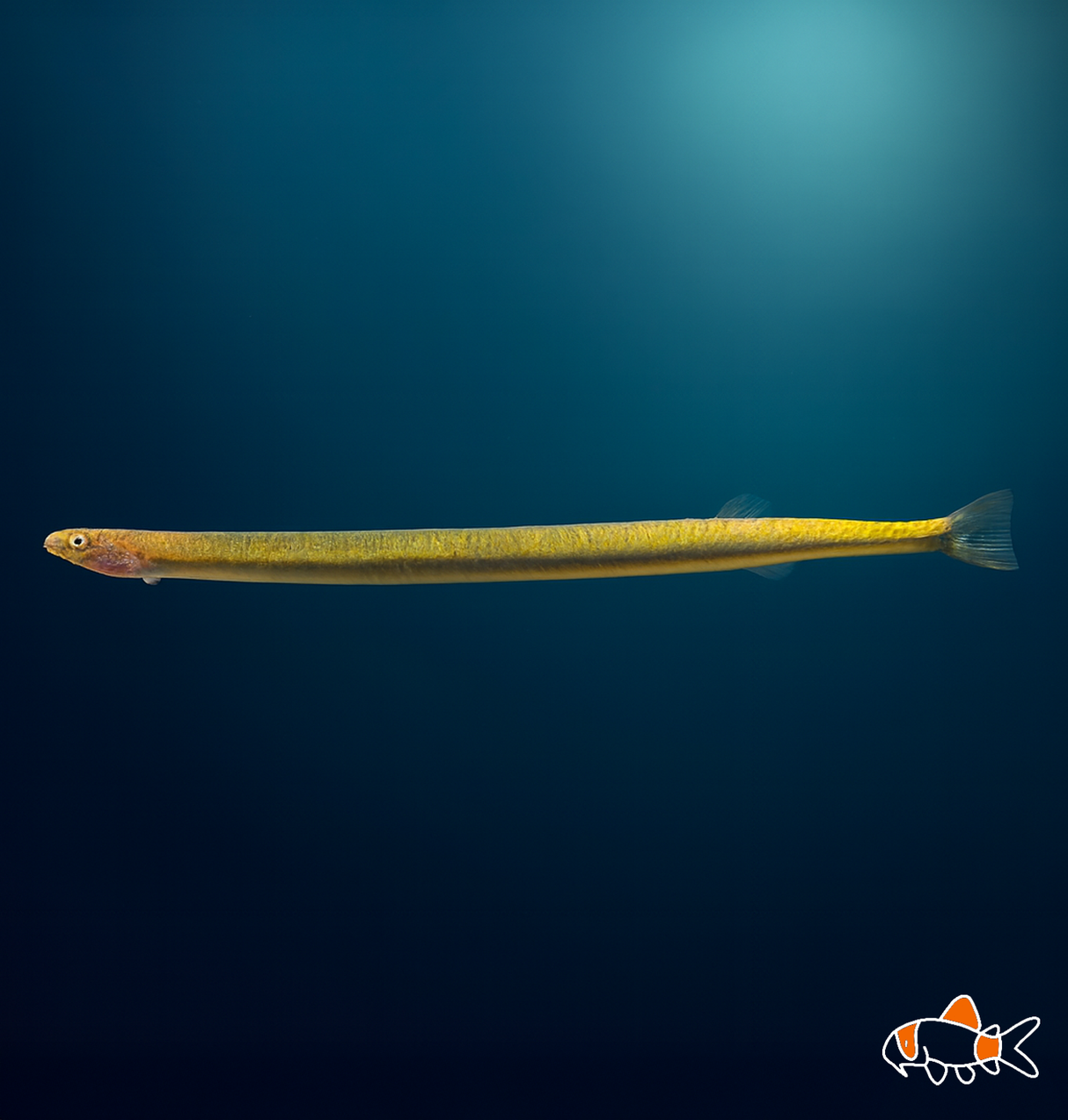 Gold Kuhli Loach | Imported