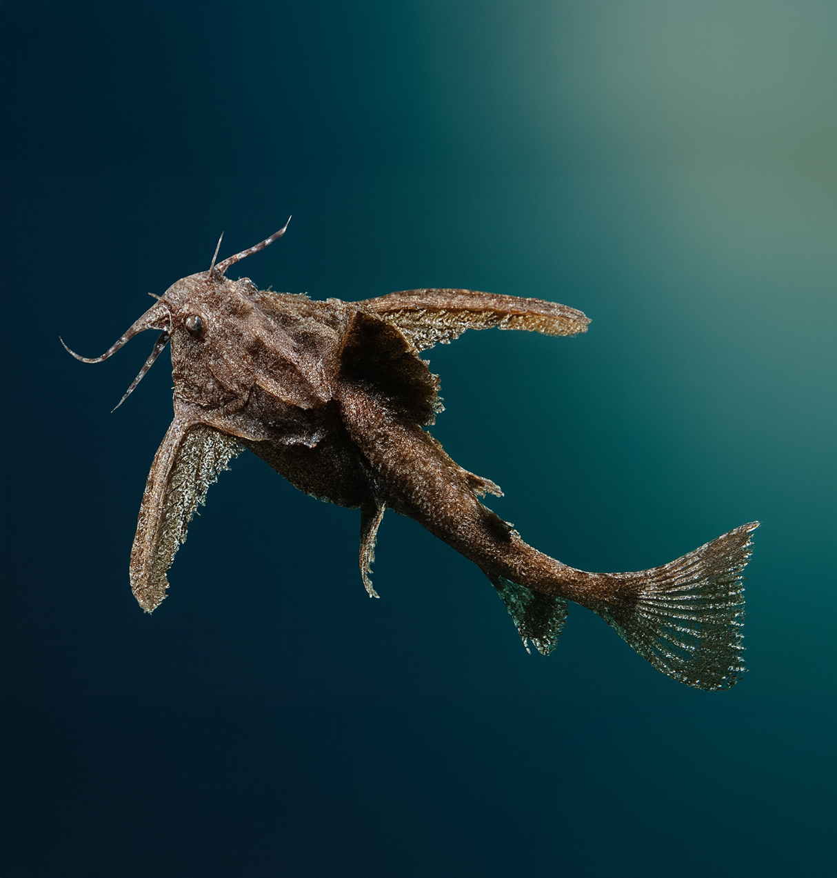 Hara Hara Catfish  | Imported