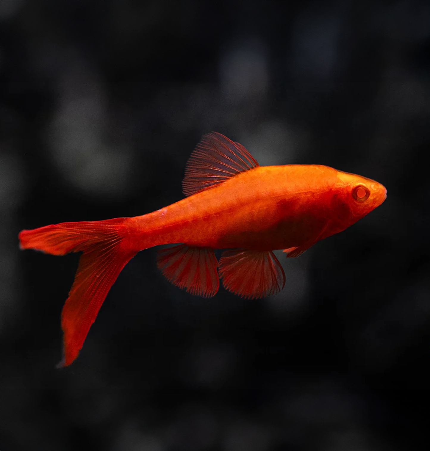 Hi-Fin Albino Cherry Barb (Puntius titteya)