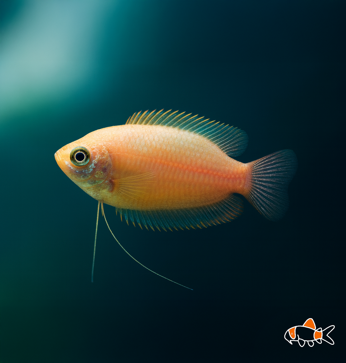Honey Dwarf Gourami | Imported