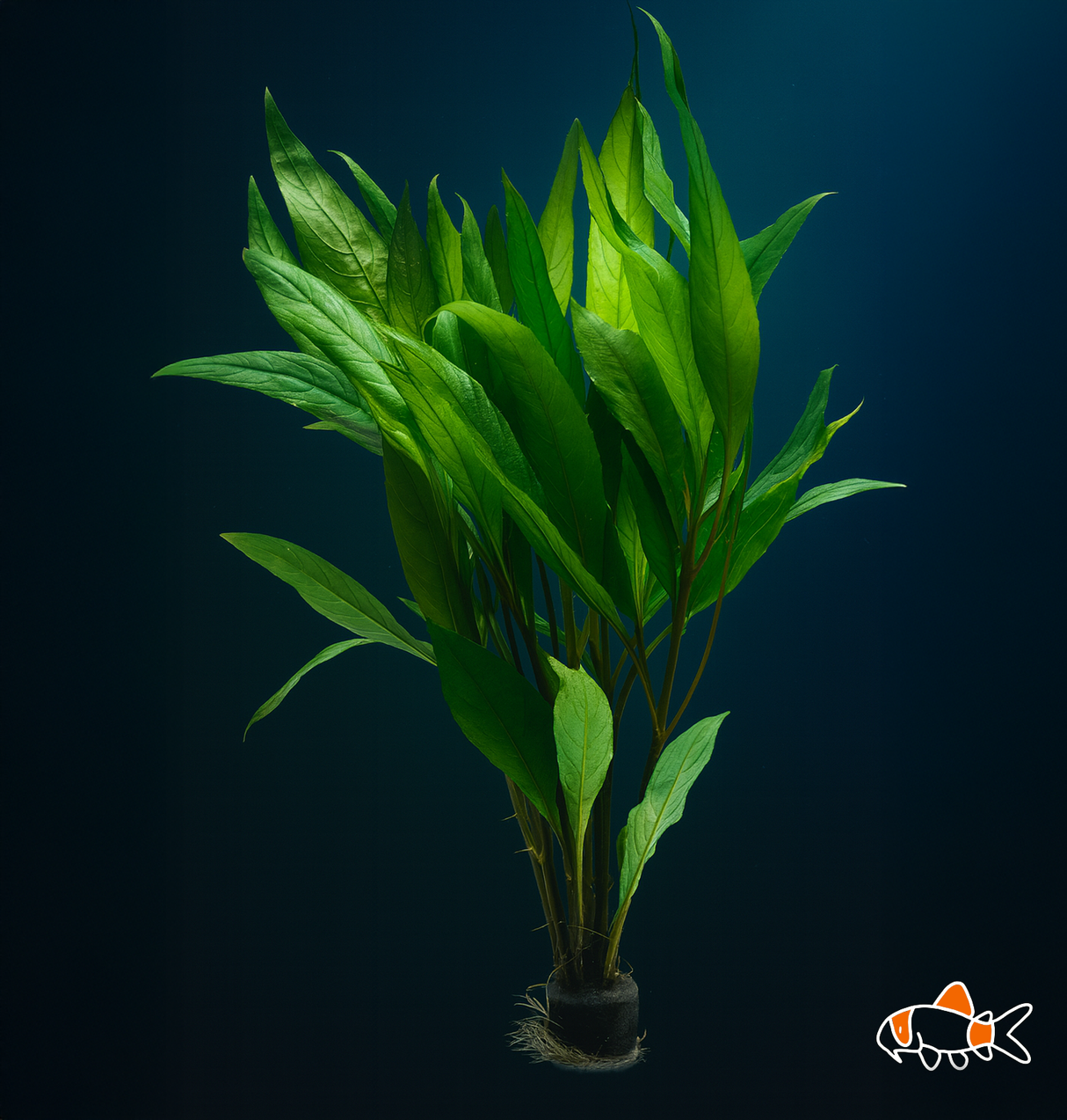 Hygrophila Augustifolia