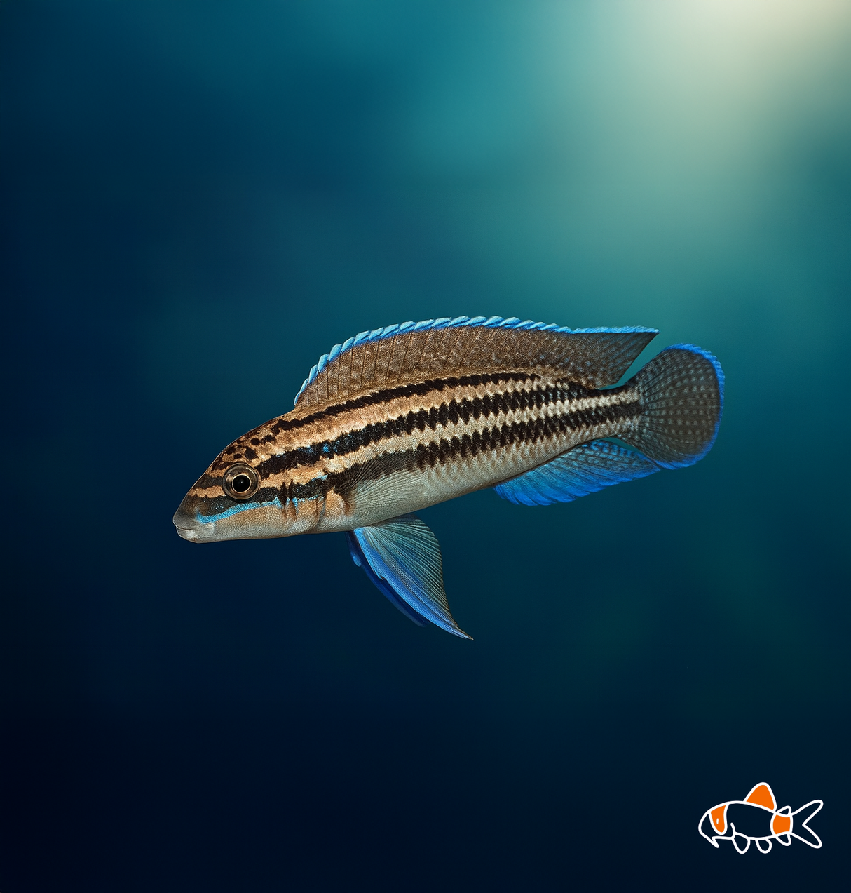 Julidochromis Dickfeldi | NZ Bred