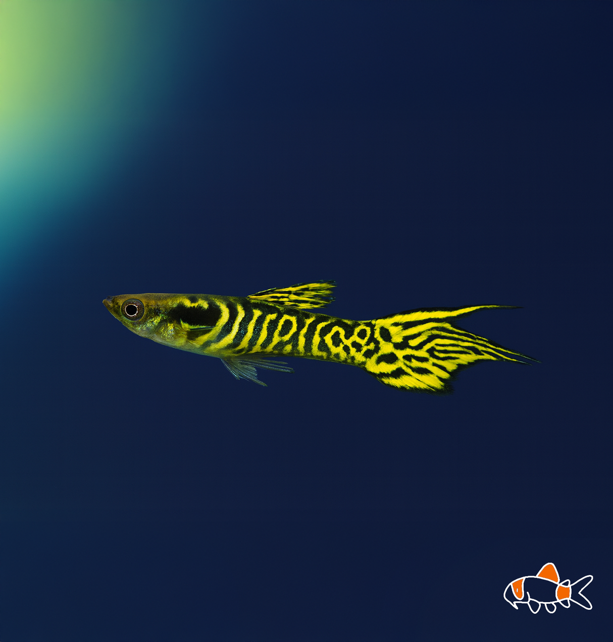 King Tiger Endler | NZ Bred