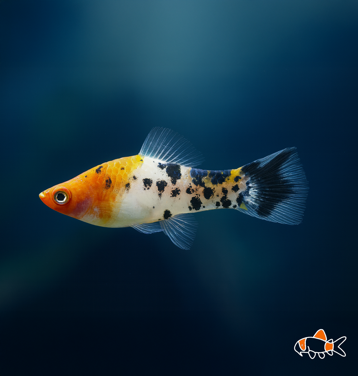 Kohaku Snake Swordtail | Imported