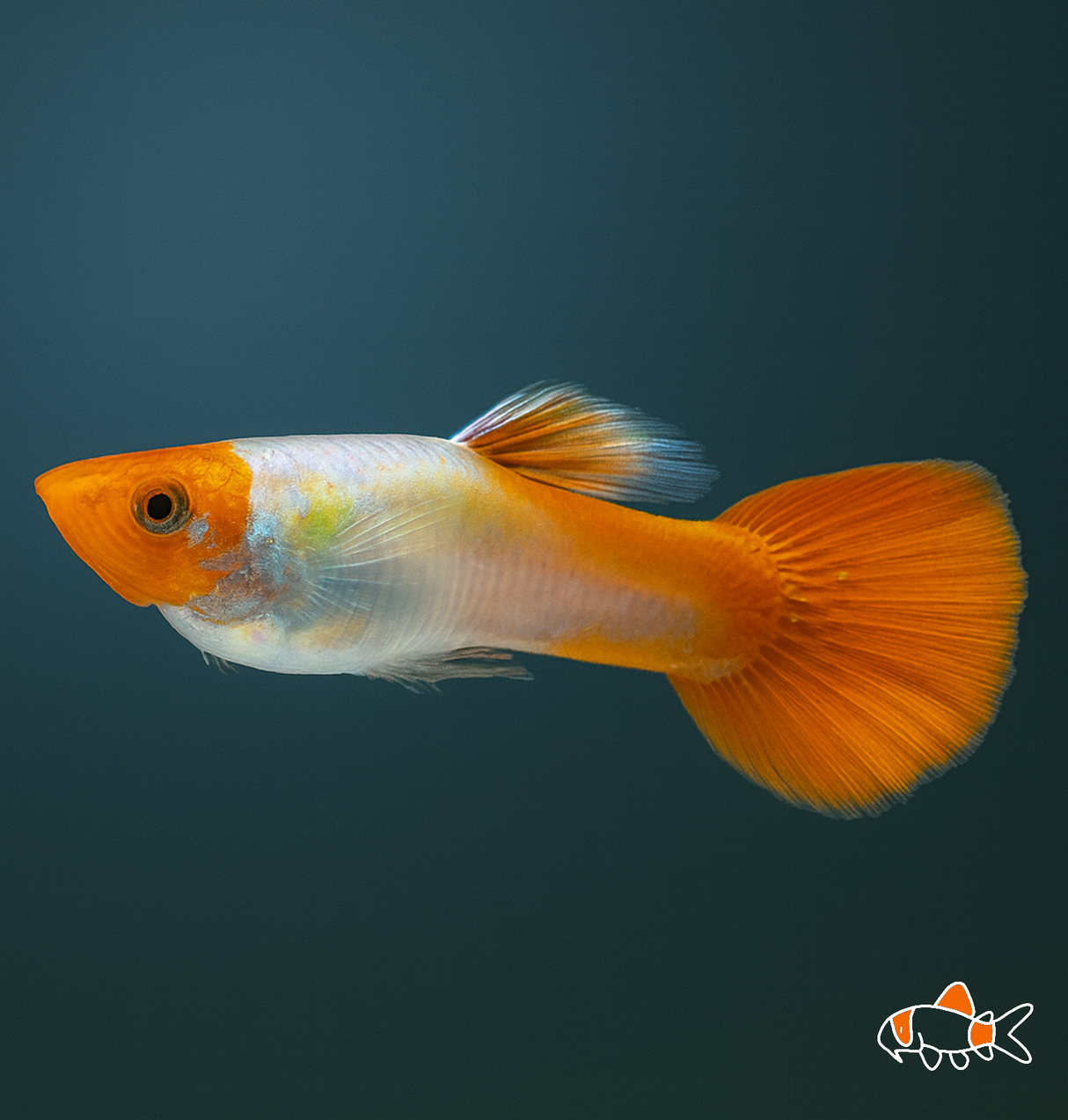 Kohaku koi Guppy | Imported