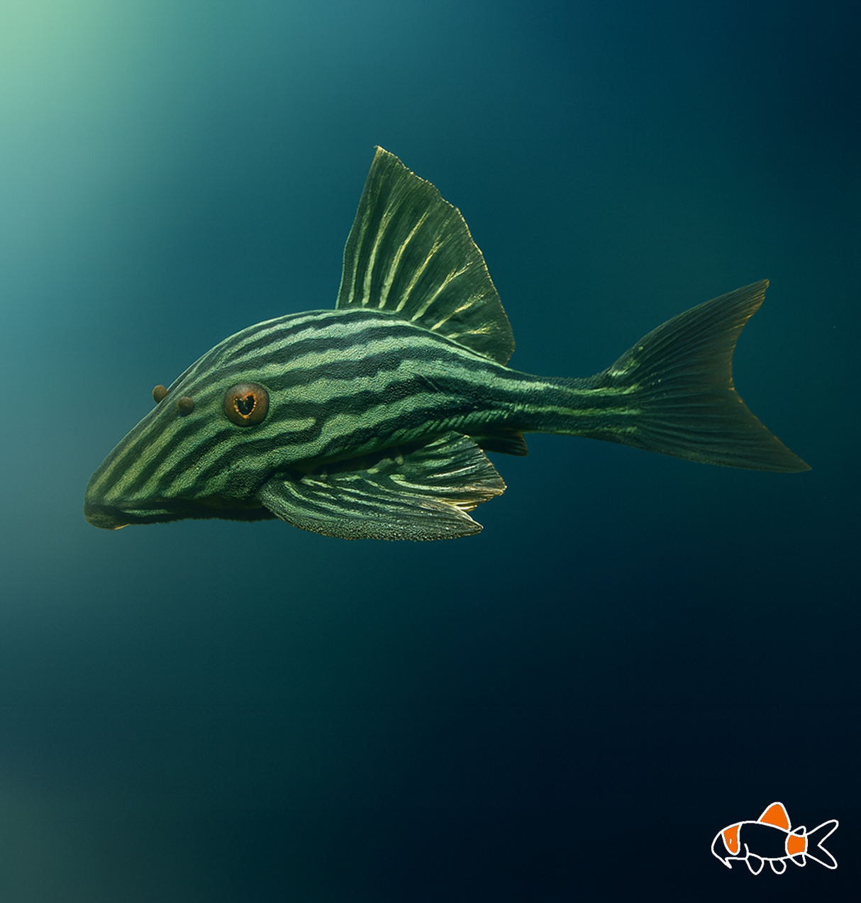 L190 Royal Pleco | Imported