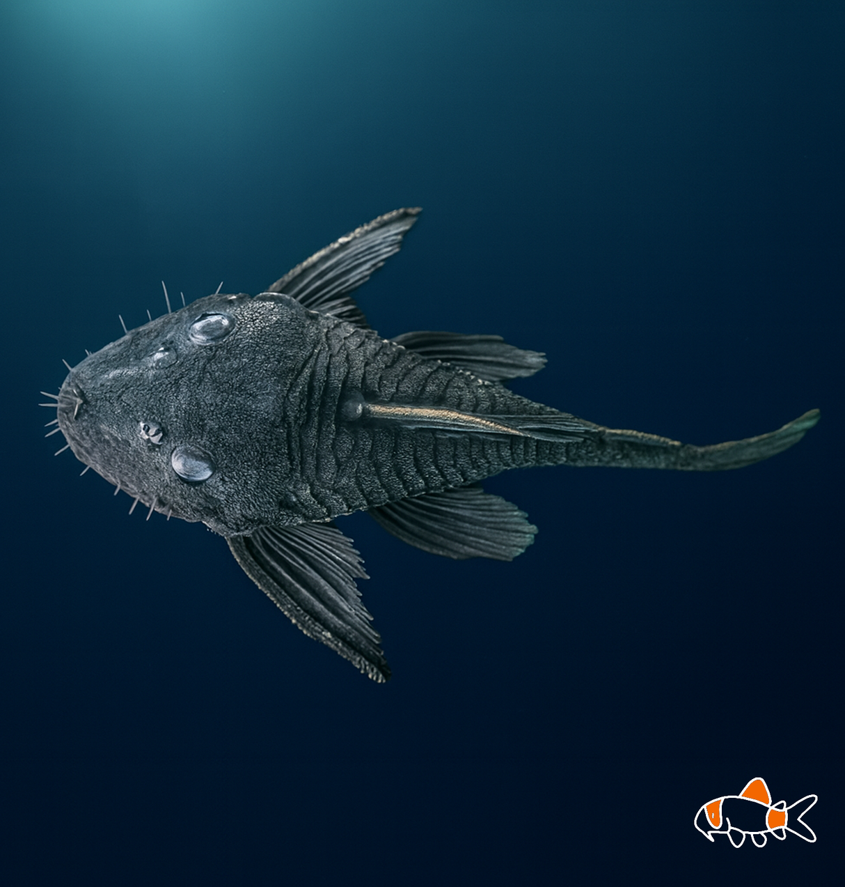 L34 Medusa Pleco | Imported