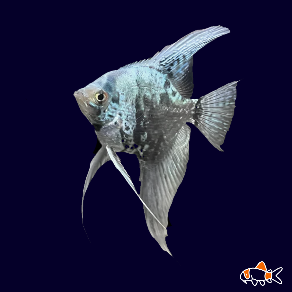 Leopard Angel | Bay Aquatics | Tauranga | New Zealand
