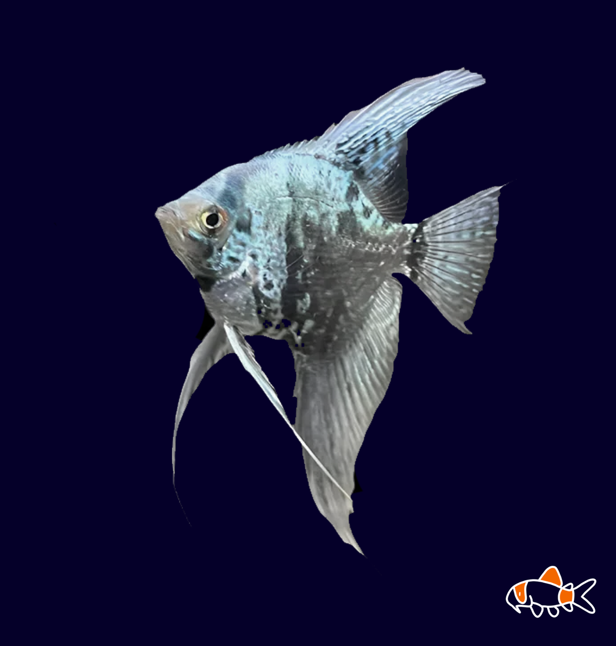 Leopard Angel (Pterophyllum scalare)
