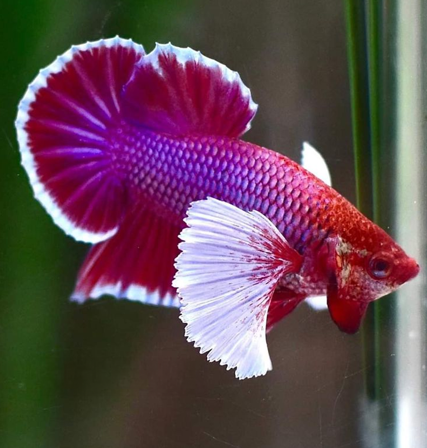 Lavender Dumbo Plakat Male Betta