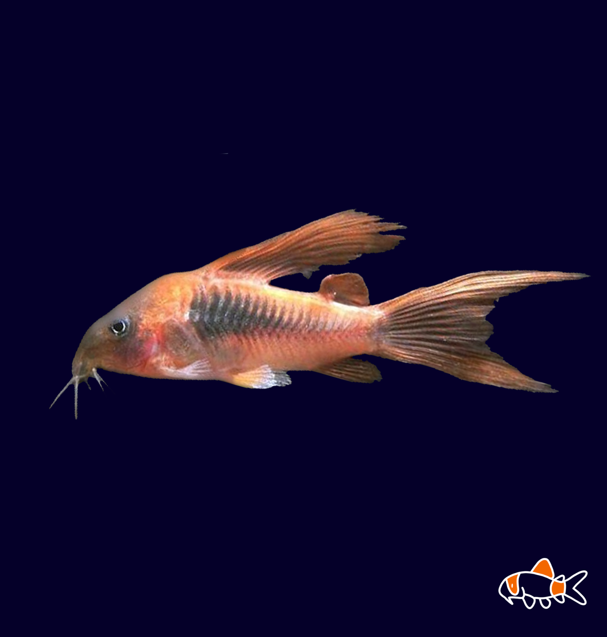 Long Fin Bronze Cory (Corydoras Aeneus)
