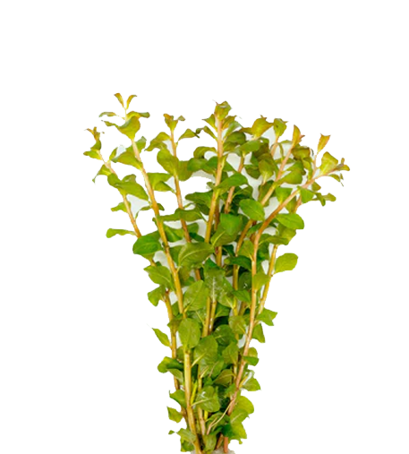 Ludwigia