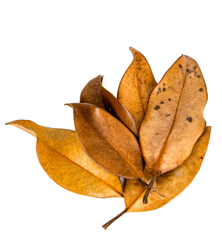 Mahogany Leaves