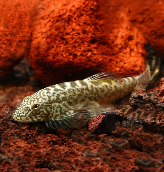 Myers Hillstream Loach