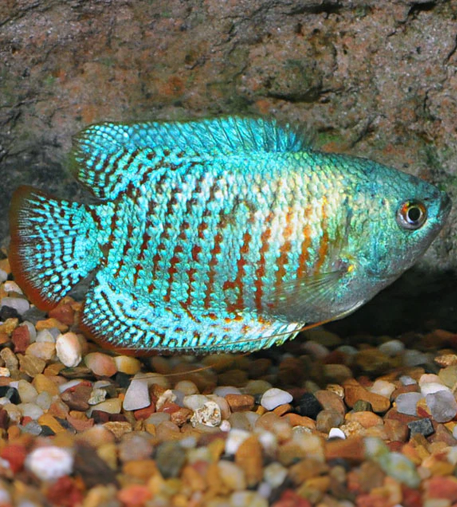 Neon Dwarf Gourami (Colisa lalia)