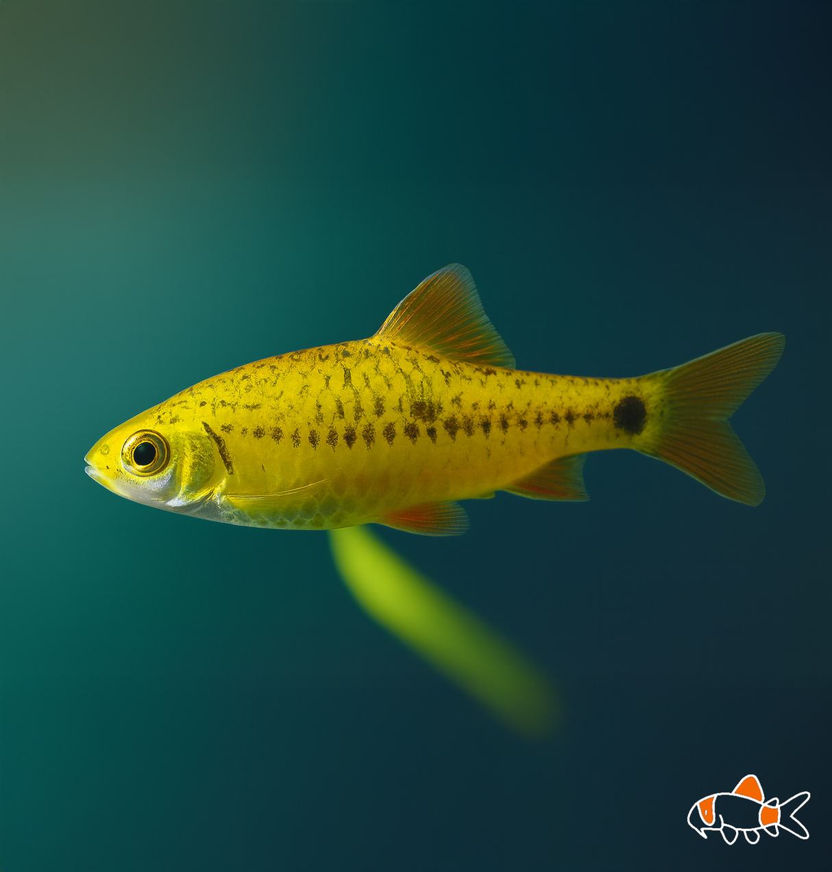Neon Golden Barb | Imported