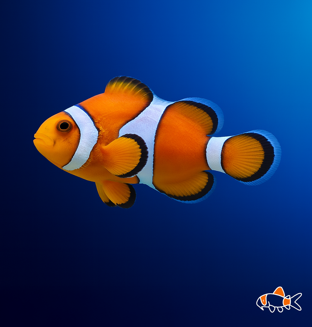 Ocellaris Clownfish Fish | NZ Bred