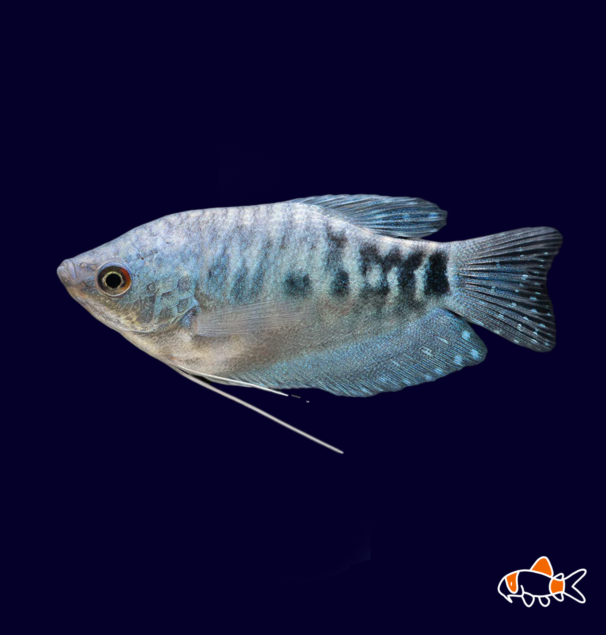 Opaline Gourami