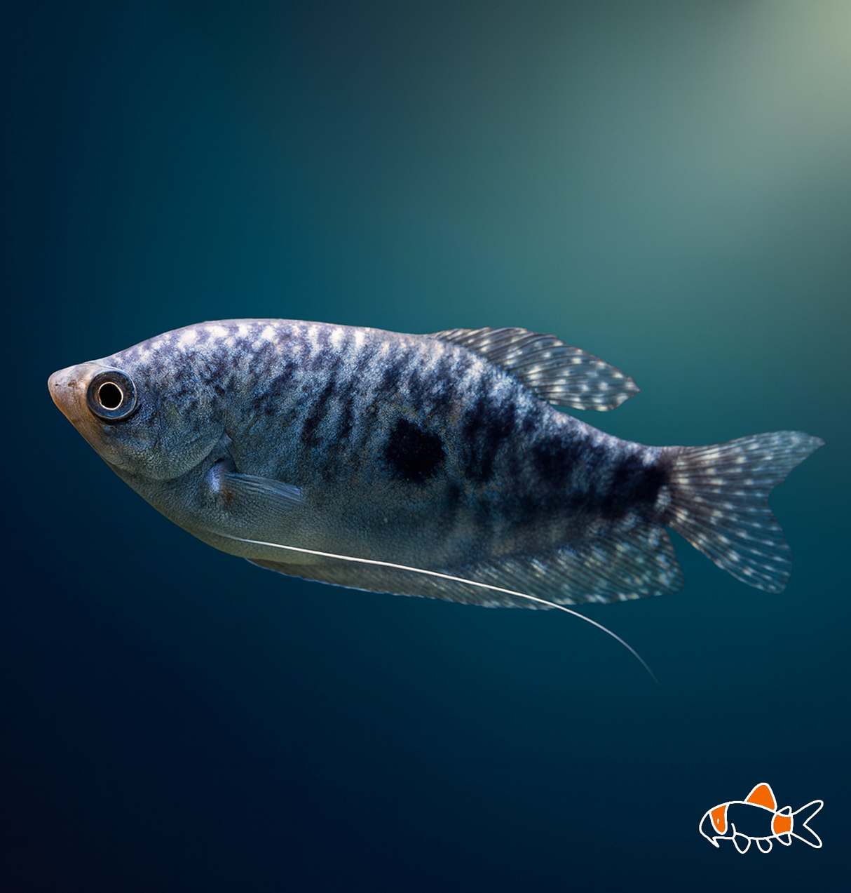 Opaline Gourami | Imported