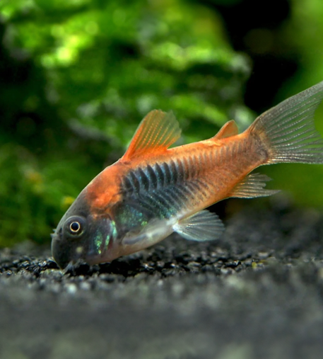 Orange Venezuelan Cory (Corydoras aeneus)