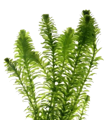 Oxygen Weed - Elodea Canadensis