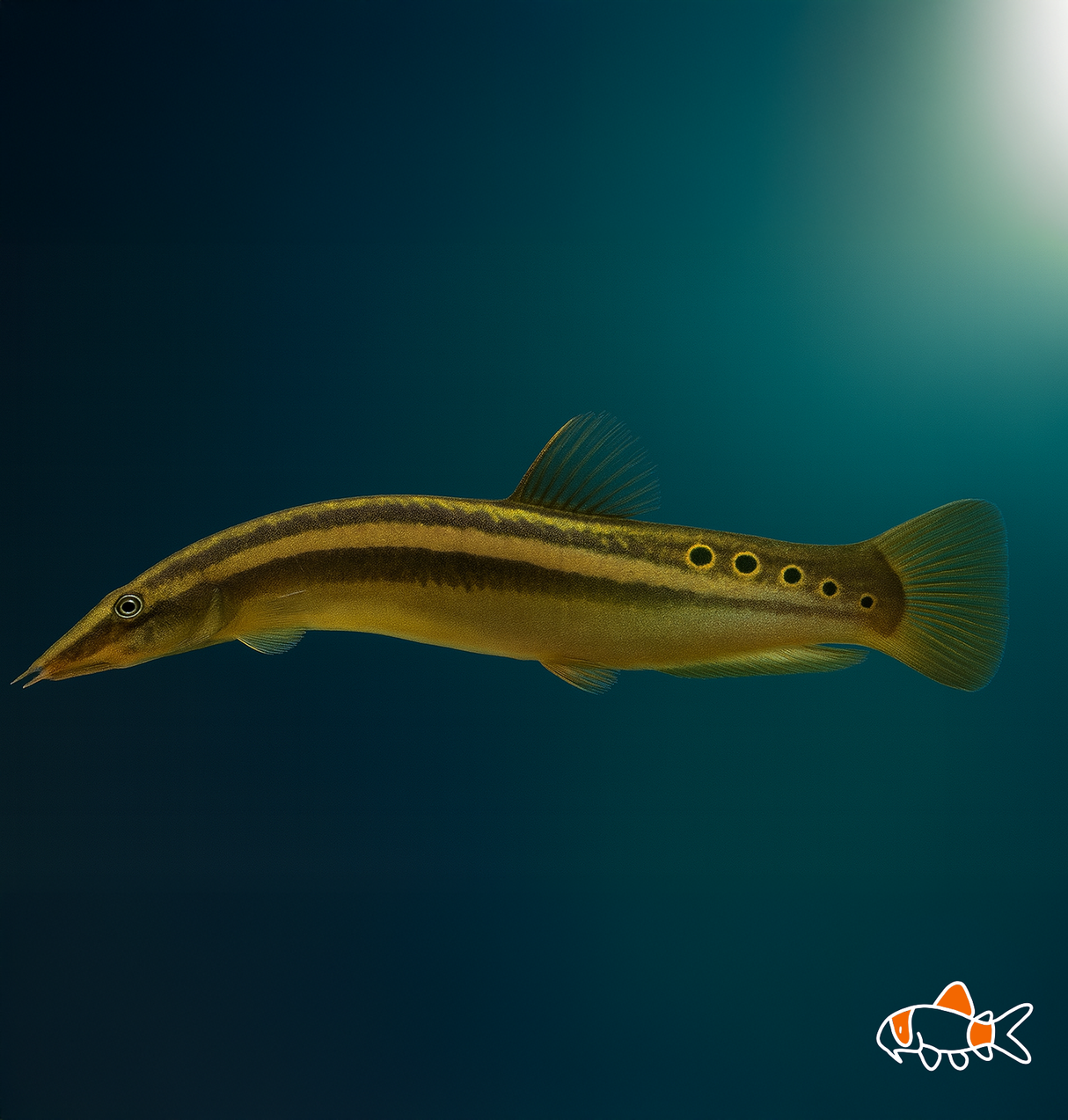 Peacock Spiny Eel | Imported