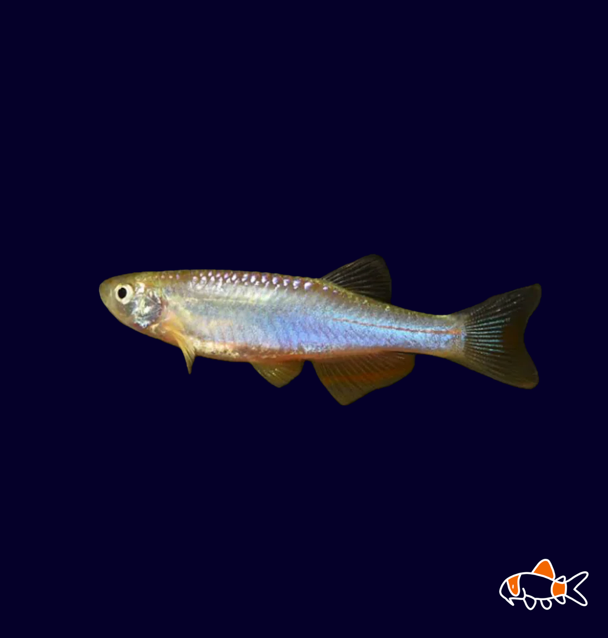 Pearl Danio (Danio Albolineatus)