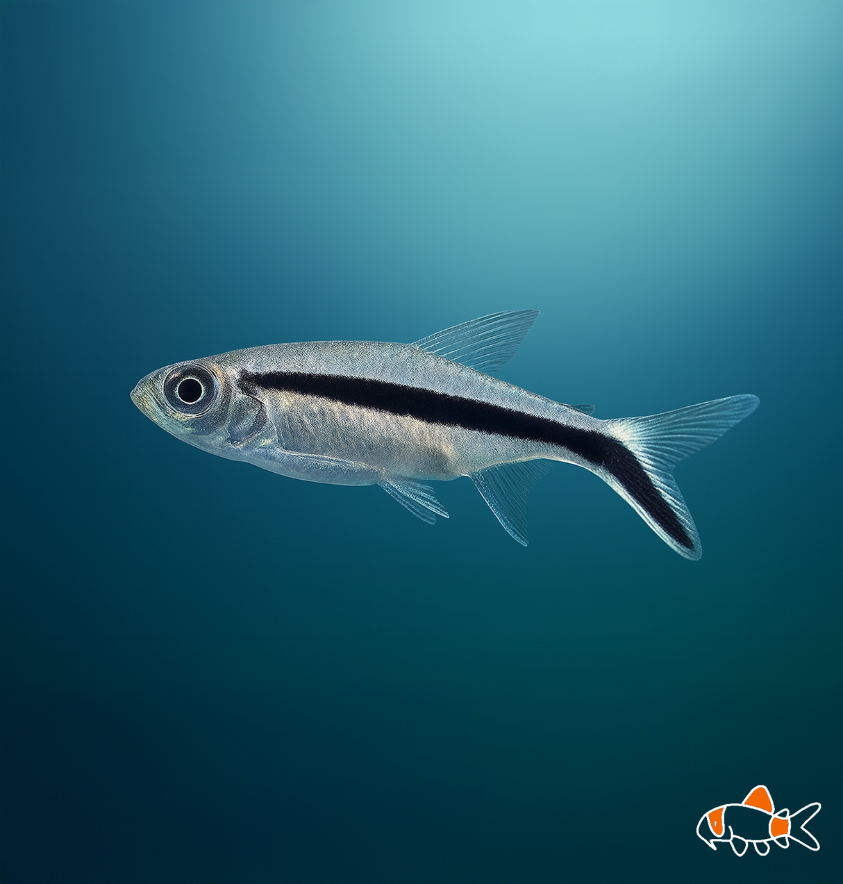 Penguin Tetra | Imported