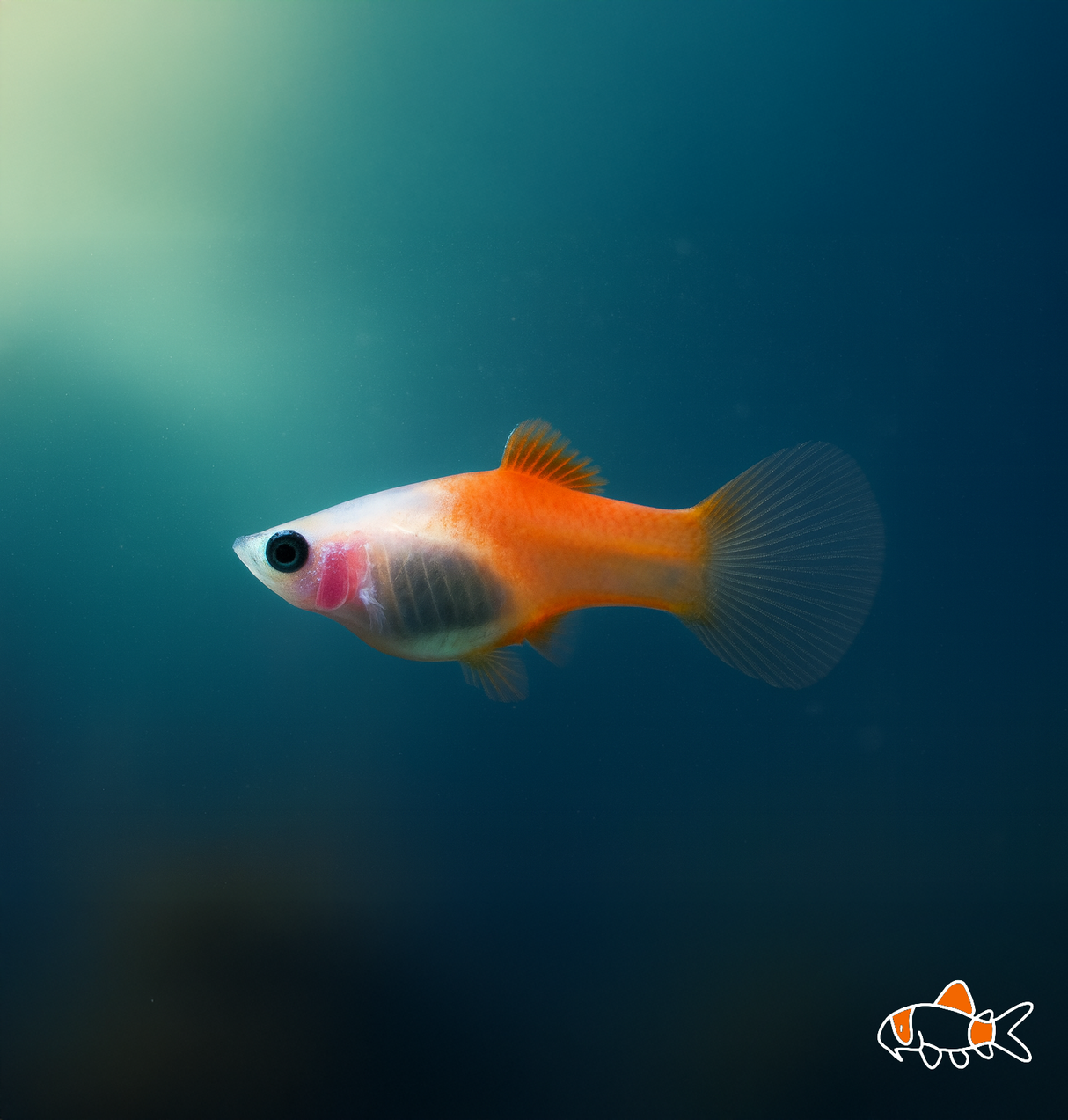 Peppermint Platy | Imported