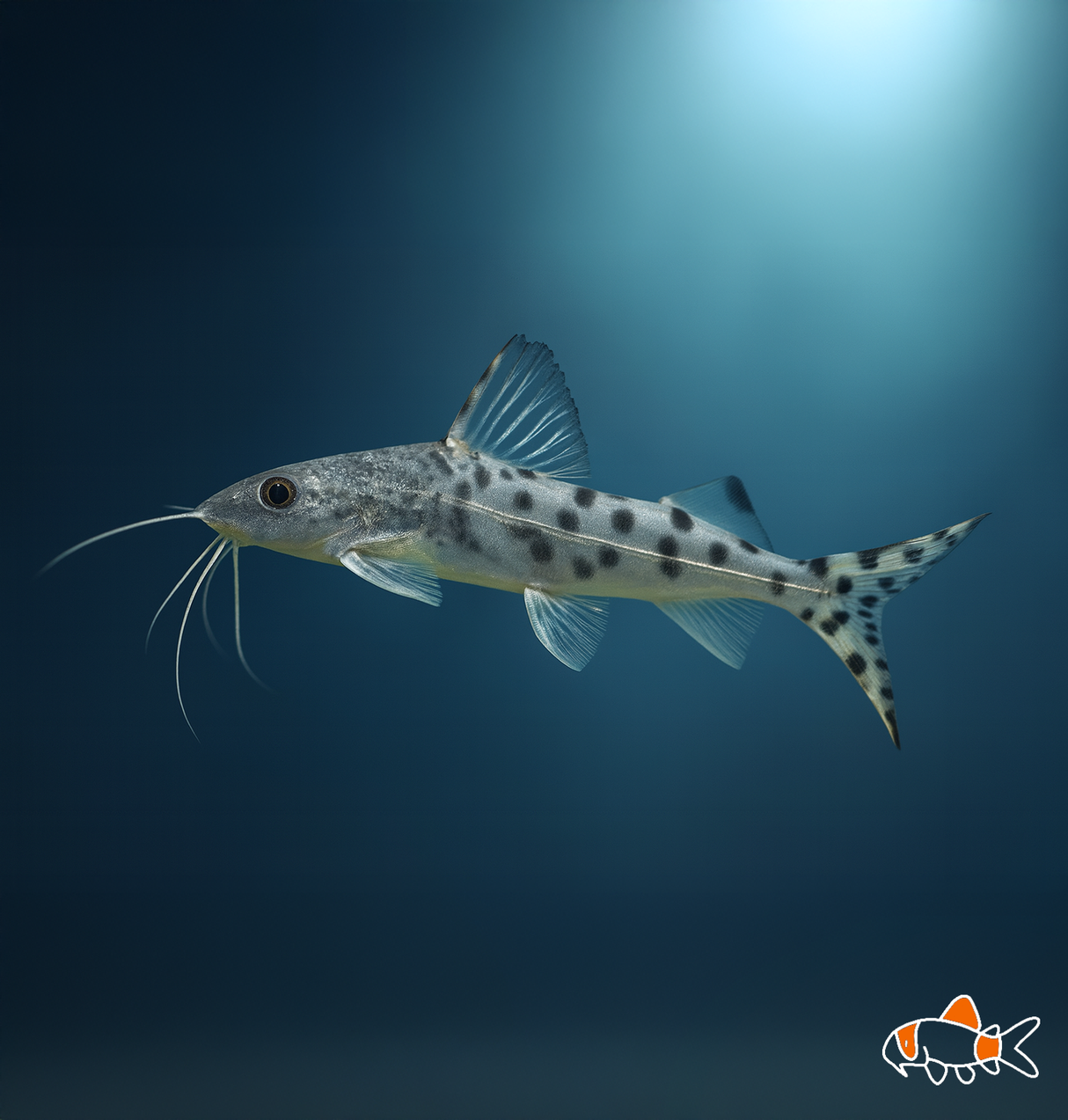 Pictus Catfish | Imported