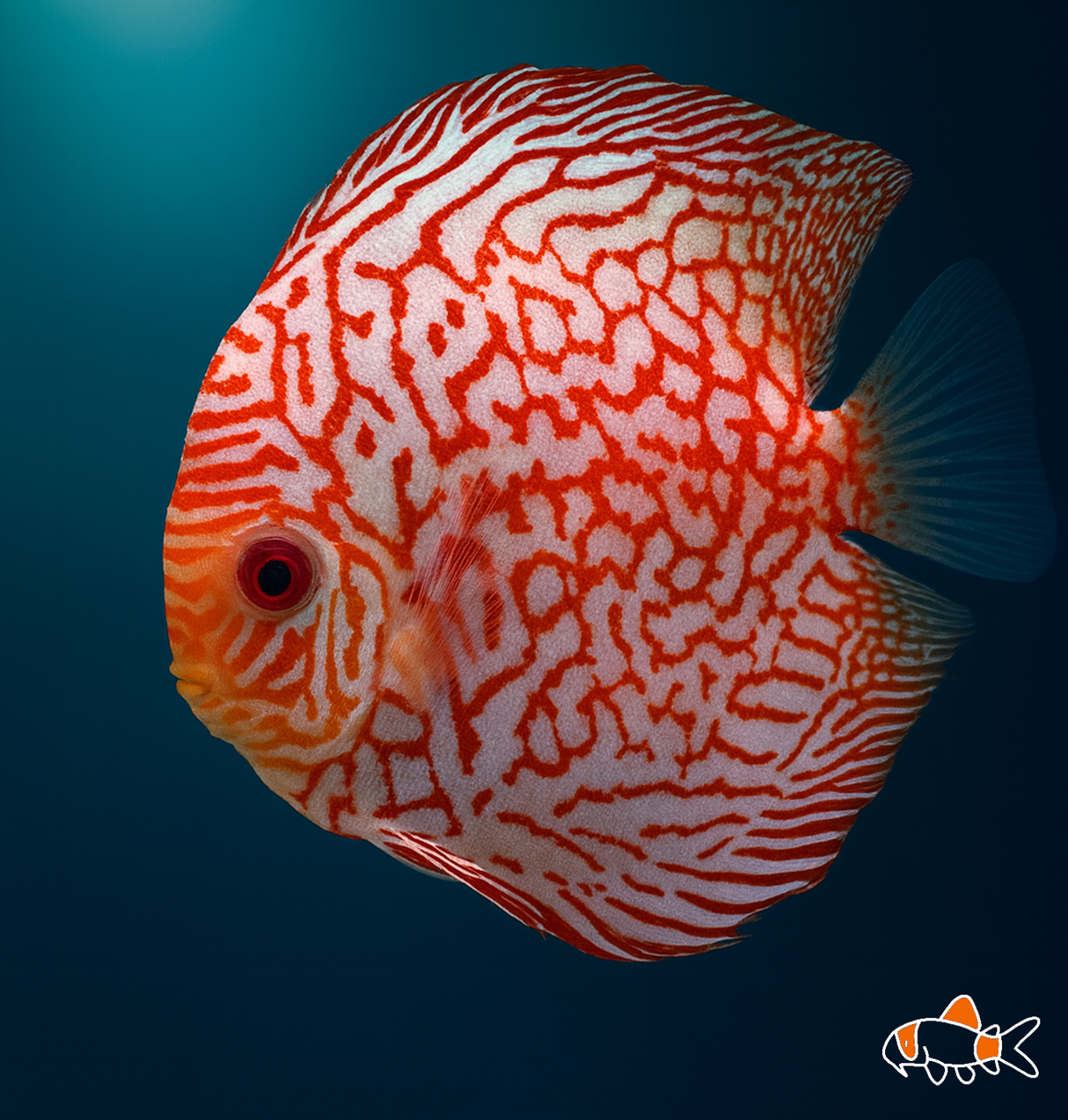Pigeon Chckerboard Discus | Imported